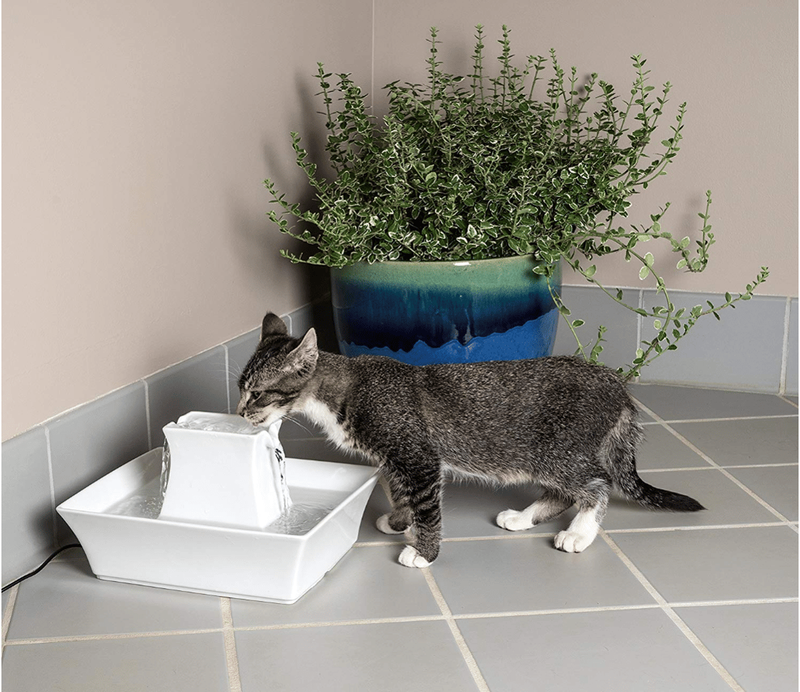 Help... my cat can’t pee! Feline Urethral Obstruction Prevention